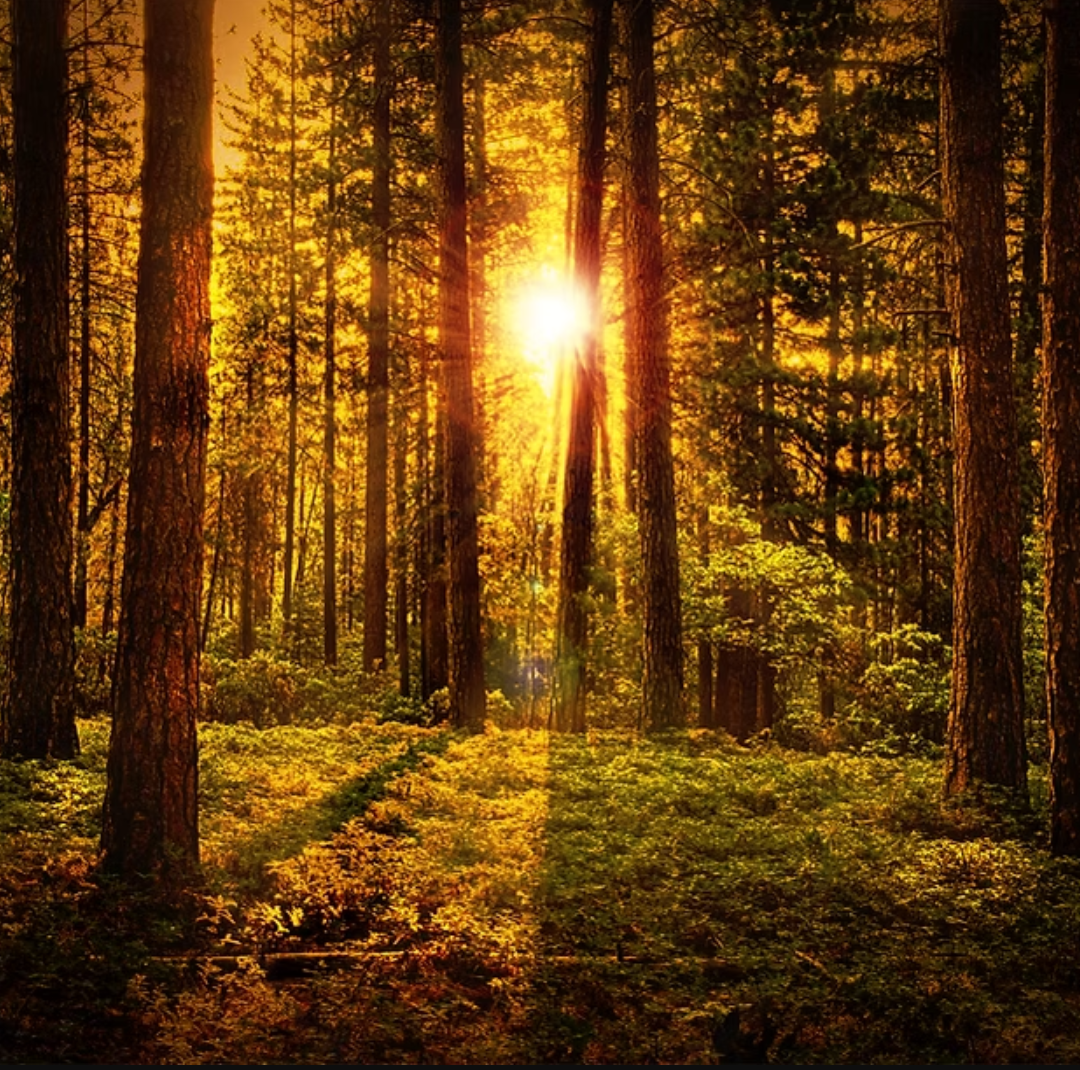 sunset through trees