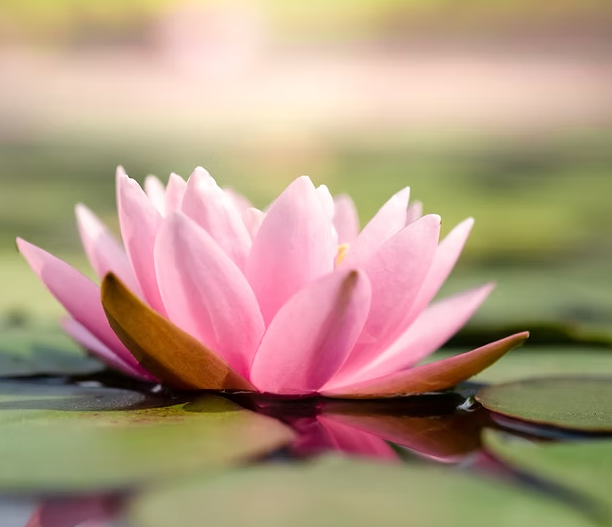 water lily